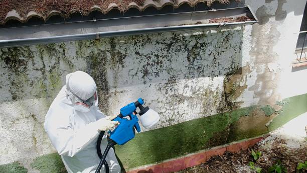 Trusted Crawl Space Mold Removal service in Palmyra, NJ - Cheap Mold Removal